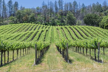 Napa Sonoma Vadisi 'nin güzel tepelerindeki üzüm bağlarında şarap üretimi için çeşitli üzümler yetiştirilir. St. Helens 128. Otoyol 'da 