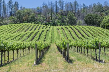 Vineyards in the beautiful hills of the Napa Sonoma Valley where vintners grow a variety of fine grapes for wine production. On the scenic St Helens 128 29 Highway  clipart