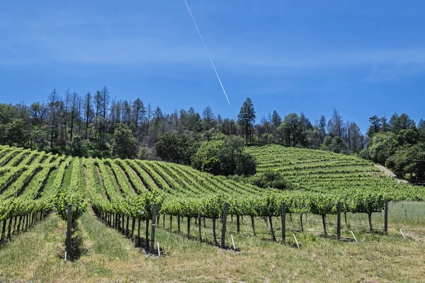 ナパソノマバレーの美しい丘のブドウ畑では ワイン生産のためにさまざまな高級ブドウを栽培しています 風光明媚なセントヘレンズ128 29ハイウェイで — ストック写真