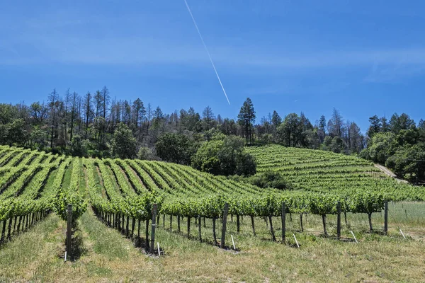 Vinodlingar Vackra Kullarna Napa Sonoma Valley Där Vinodlare Odlar Mängd Stockbild