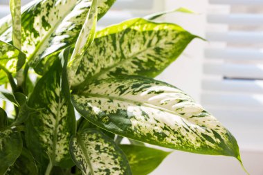 Bir süs bitkisinin yaprakları dieffenbachia yakın çekim.