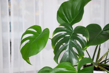 MonsMonstera Deliciosa bitkisi beyaz bir tencerede. Yapraklar yakın.
