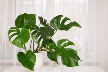 MonsMonstera Deliciosa bitkisi beyaz bir tencerede. Yapraklar yakın.
