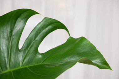 MonsMonstera Deliciosa bitkisi beyaz bir tencerede. Yapraklar yakın.