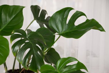MonsMonstera Deliciosa bitkisi beyaz bir tencerede. Yapraklar yakın.