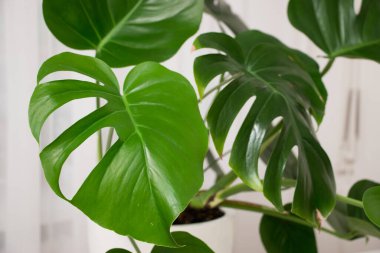 MonsMonstera Deliciosa bitkisi beyaz bir tencerede. Yapraklar yakın.