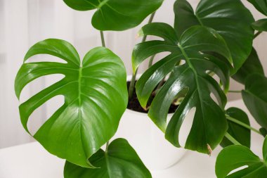MonsMonstera Deliciosa bitkisi beyaz bir tencerede. Yapraklar yakın.
