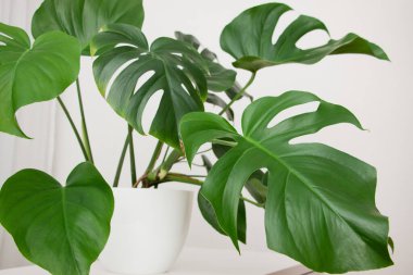 MonsMonstera Deliciosa bitkisi beyaz bir tencerede. Yapraklar yakın.