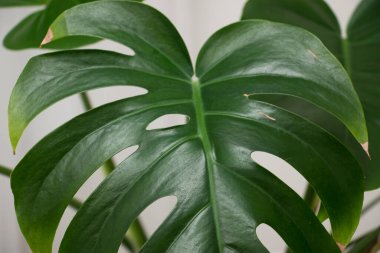 MonsMonstera Deliciosa bitkisi beyaz bir tencerede. Yapraklar yakın.