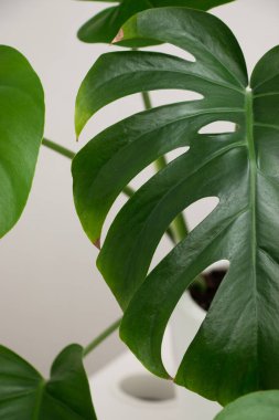 MonsMonstera Deliciosa bitkisi beyaz bir tencerede. Yapraklar yakın.