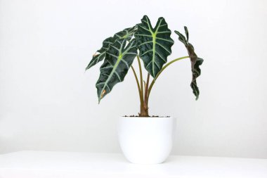 Alocasia tropikal bitkisi beyaz bir masada. Ev çiçekleri konsepti.