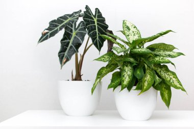 Beyaz bir masada tropik bitki alocasia ve dieffenbachia. Ev çiçekleri konsepti.