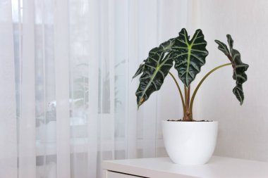 Alocasia tropikal bitkisi beyaz bir masada. Ev çiçekleri konsepti.
