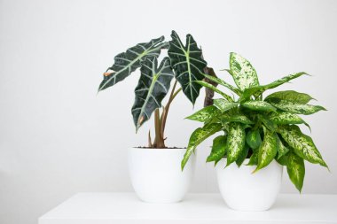 Beyaz bir masada tropik bitki alocasia ve dieffenbachia. Ev çiçekleri konsepti.