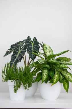 Beyaz bir masada tropik bitki alocasia ve dieffenbachia. Ev çiçekleri konsepti.