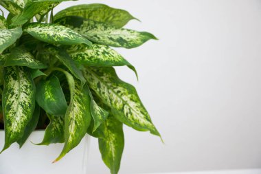 Dieffenbachia tropikal bitkisi beyaz bir masada. Ev çiçekleri konsepti.