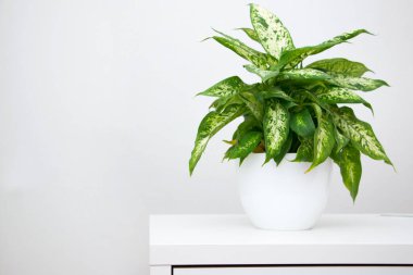 Dieffenbachia tropikal bitkisi beyaz bir masada. Ev çiçekleri konsepti.