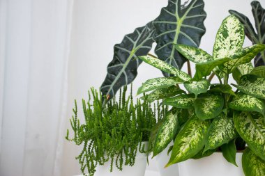 Beyaz bir masada tropik bitki alocasia ve dieffenbachia. Ev çiçekleri konsepti.