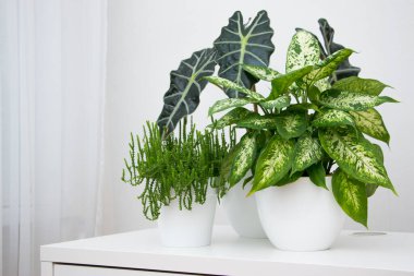 Beyaz bir masada tropik bitki alocasia ve dieffenbachia. Ev çiçekleri konsepti.