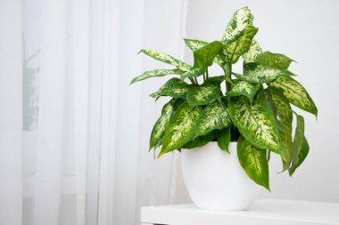 Dieffenbachia tropikal bitkisi beyaz bir masada. Ev çiçekleri konsepti.