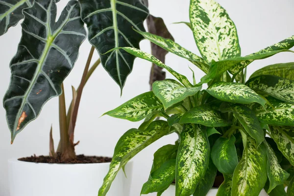 Beyaz bir masada tropik bitki alocasia ve dieffenbachia. Ev çiçekleri konsepti.