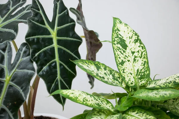 Tumbuhan Tropis Alokasia Dan Dieffenbachia Atas Meja Putih Konsep Florikultur — Stok Foto
