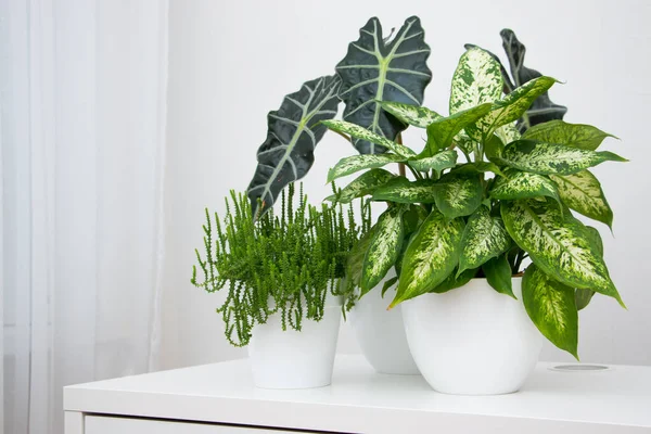 Beyaz bir masada tropik bitki alocasia ve dieffenbachia. Ev çiçekleri konsepti.