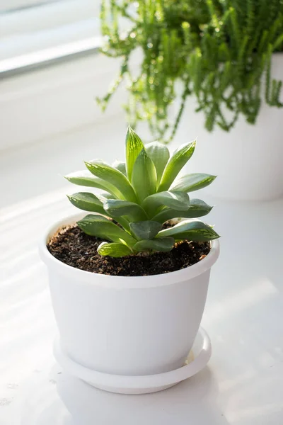 Tropical Succulent Plant Sunny Windowsill Home Floriculture Concept — Stock Photo, Image