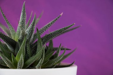 Mor arka planda ev bitkisi sulu. Ev çiçekleri konsepti.