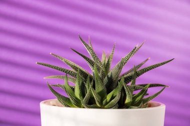 Mor arka planda ev bitkisi sulu. Ev çiçekleri konsepti.