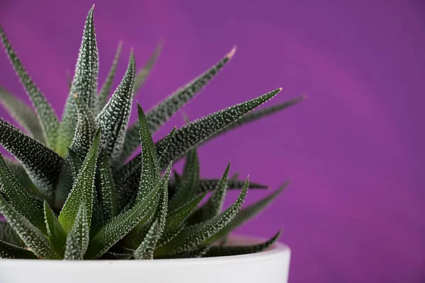 Mor arka planda ev bitkisi sulu. Ev çiçekleri konsepti.