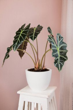 Alocasia tropikal bitkisi beyaz bir masada. Ev çiçekleri konsepti.