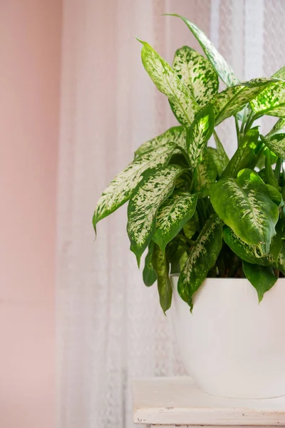 Tropical Dieffenbachia Tanaman Pada Berdiri Putih Sebuah Ruangan Dengan Jendela — Stok Foto
