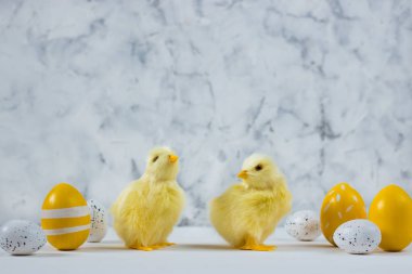 Renkli yumurta ve arka planda tavuk olan Paskalya kartı. Mutlu Paskalya kavramları. Boşluğu kopyala.