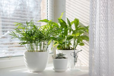Hamedorea (avuç içi) ve spathiphyllum tropikal bitkiler güneşli pencere eşiğinde. Ev çiçekleri konsepti..