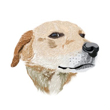 dog Head - el çizilen illüstrasyon