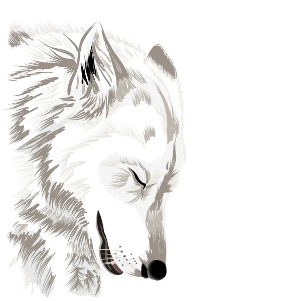 Le visage du loup — Image vectorielle