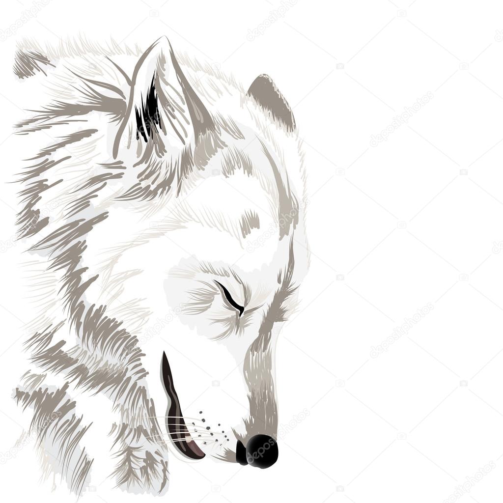 Wolf's face