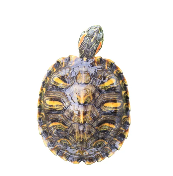 Punainen Eared Slider Turtle valkoisella taustalla — kuvapankkivalokuva