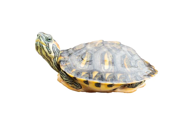 Red Eared Slider Turtle on white background — Stock Photo, Image