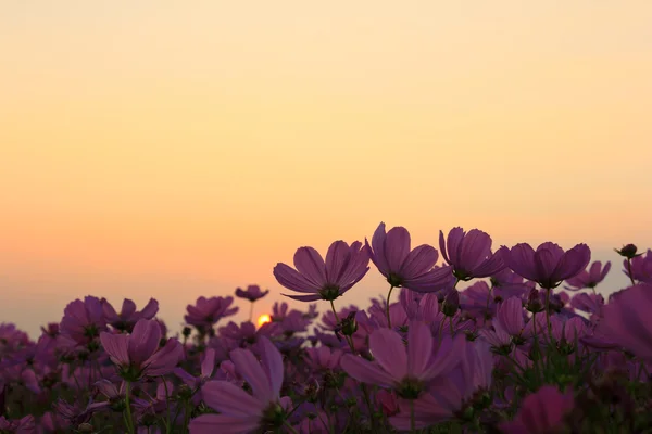 Cosmos λουλούδια στο ηλιοβασίλεμα — Φωτογραφία Αρχείου