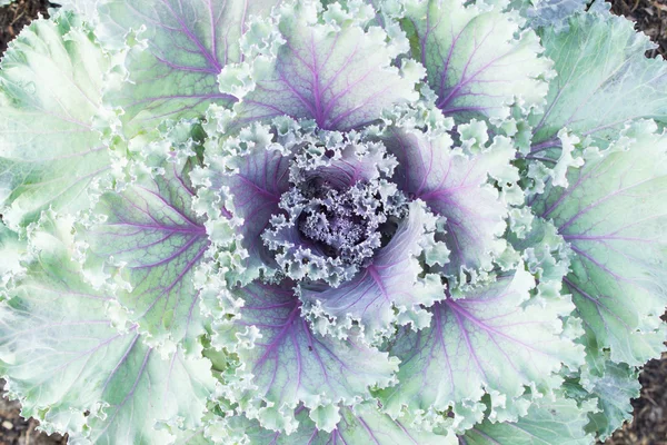 Close up Longlived Cabbage — Stock Photo, Image