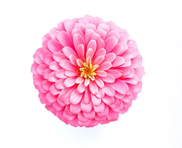 Pink zinnia flower on white background — Stock Photo, Image