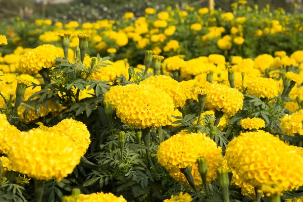 Gelbe Ringelblumen — Stockfoto