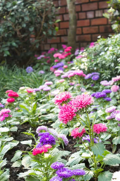Rosa Zinnia-Blüten im Garten — Stockfoto