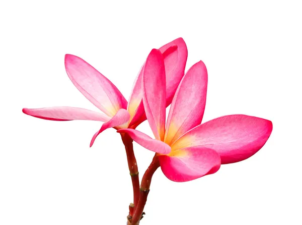 Pink plumeria flowers — Stock Photo, Image