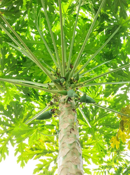 Frische junge Papaya mit Baum auf weißem Hintergrund — Stockfoto