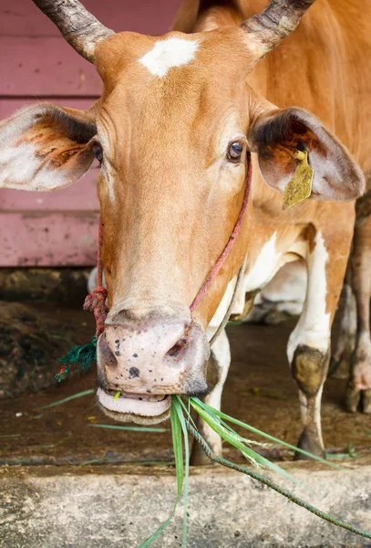 brown thai cow eating grass in its mouth