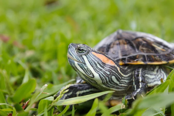 Rotohr-Schildkröte auf Gras — Stockfoto