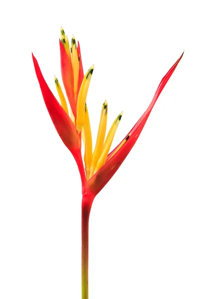 Heliconia, Lady Di Heliconia, Parakeet Flower on white backgroun — Stock Photo, Image